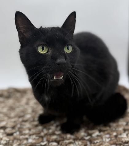 Enlarge Shadow, a Adoptable mixed breed in Bowling Green, KY image 3/3