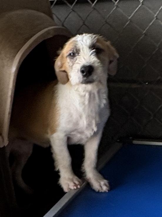 Dizzy & Dove, a ADOPTABLE mixed breed in Cairo, GA image 1/3