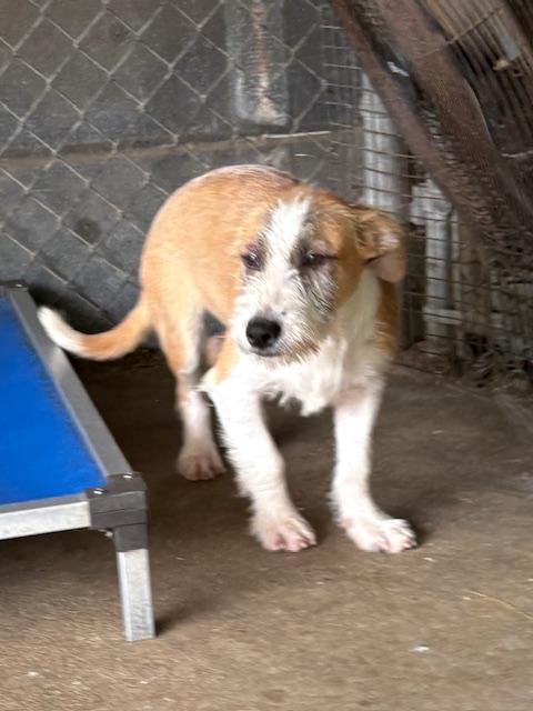 Dizzy & Dove, a ADOPTABLE mixed breed in Cairo, GA image 2/3