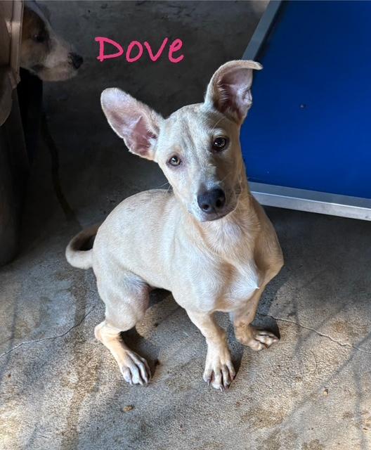 Dizzy & Dove, a ADOPTABLE mixed breed in Cairo, GA image 3/3