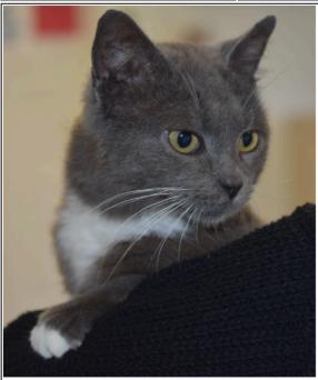Bisco Queen, Adoptable, Young Female Domestic Short Hair.