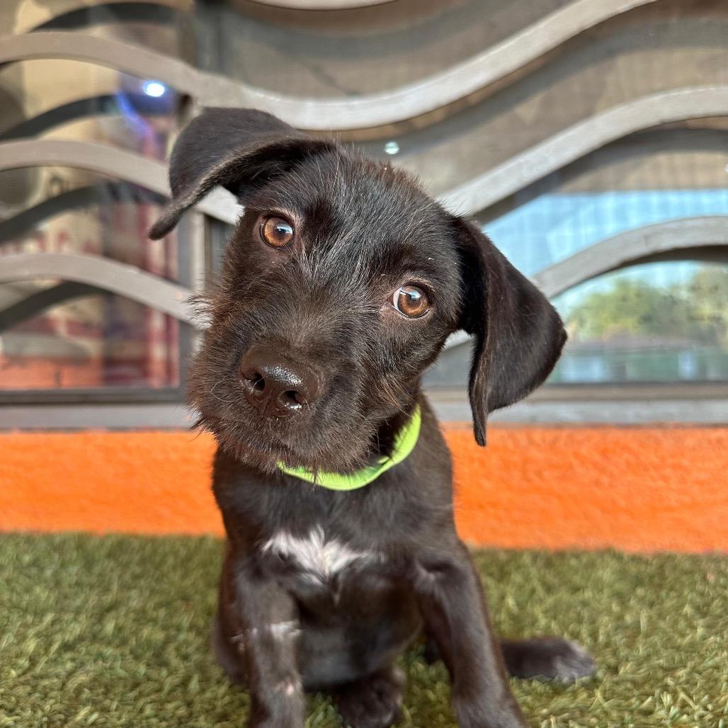 Enlarge Hazel, a Adoptable Terrier in Portland, OR image 1/2