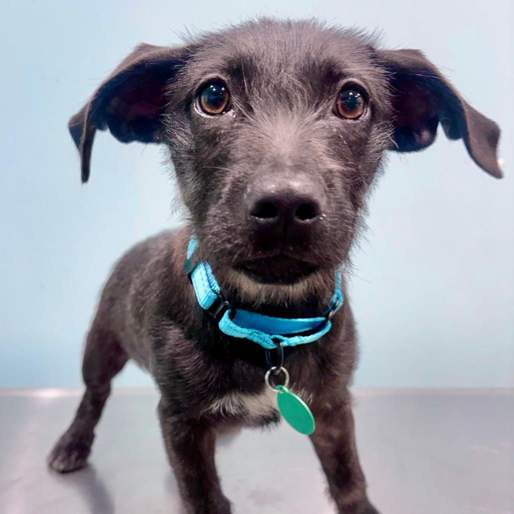 Enlarge Hazel, a Adoptable Terrier in Portland, OR image 2/2