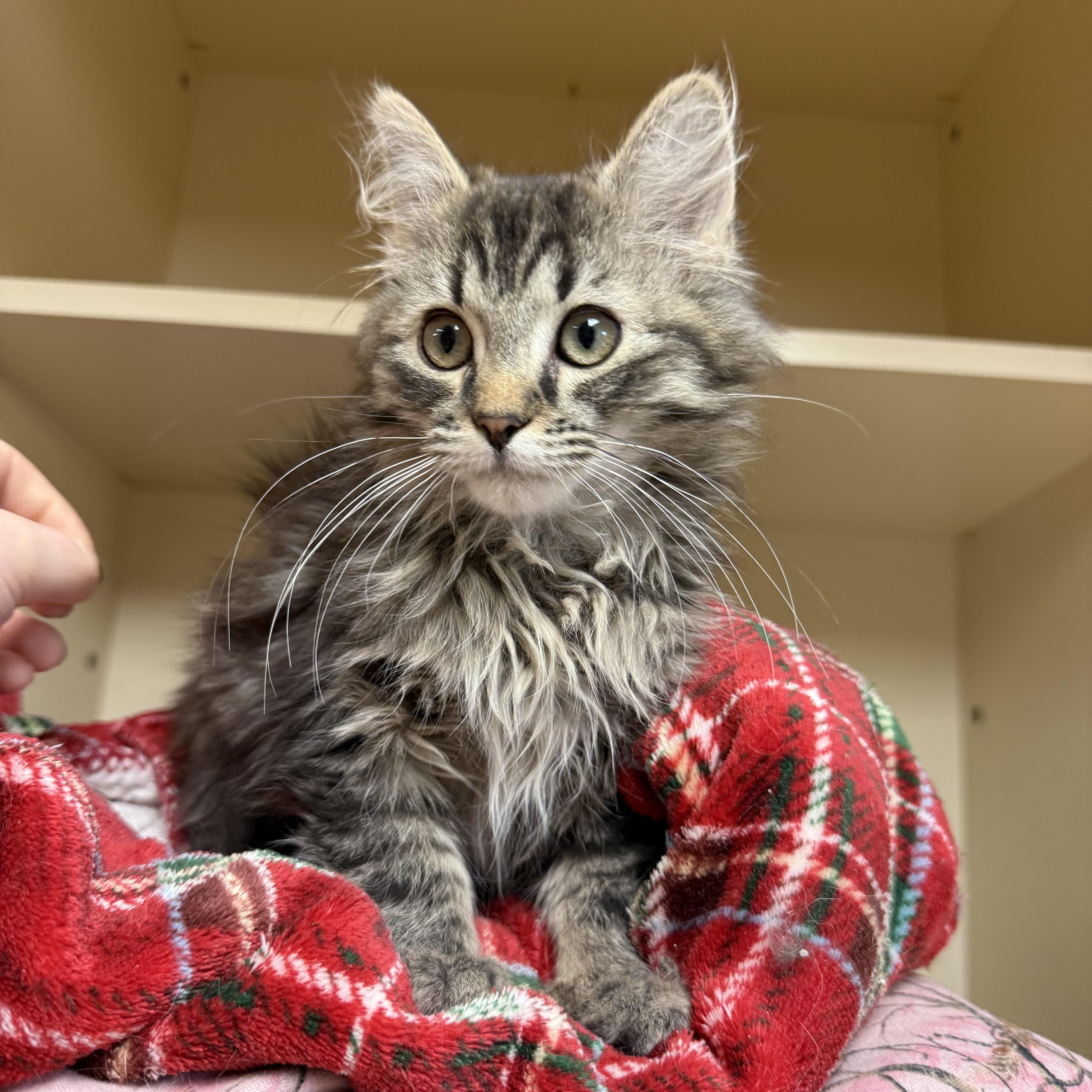 Enlarge Hazel , a ADOPTABLE Domestic Long Hair in Hays, KS image 1/4