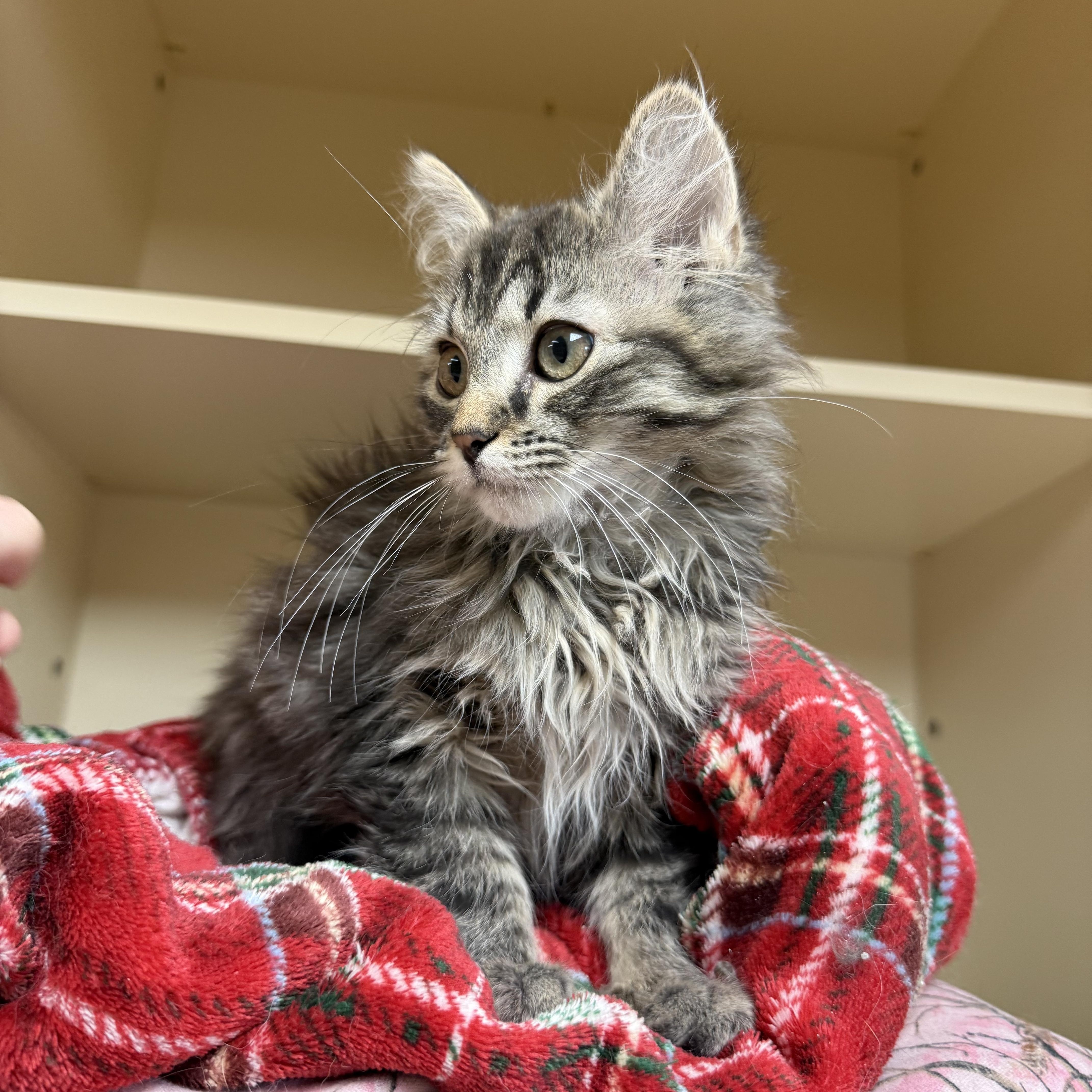 Enlarge Hazel , a ADOPTABLE Domestic Long Hair in Hays, KS image 4/4