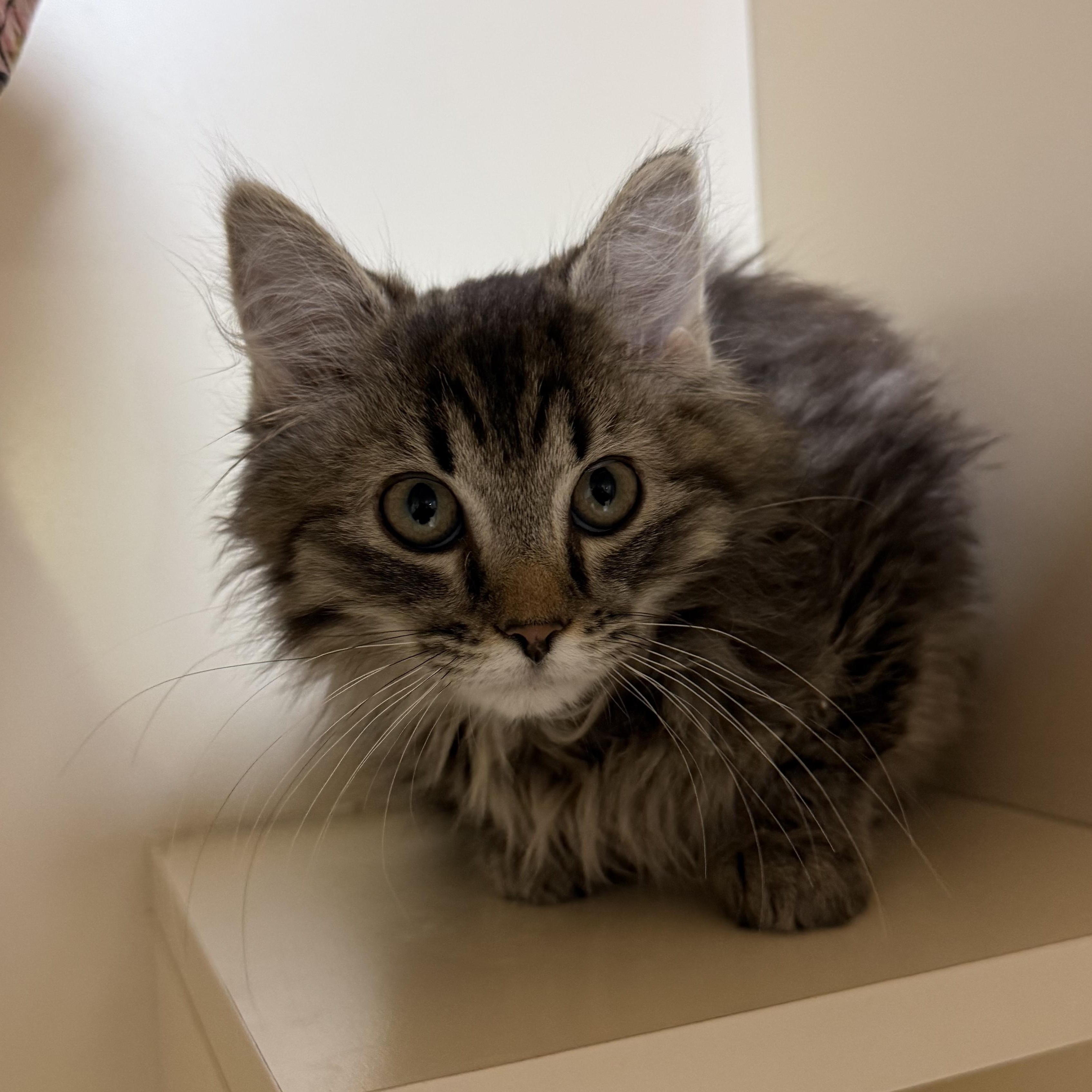 Enlarge Hazel , a ADOPTABLE Domestic Long Hair in Hays, KS image 2/4
