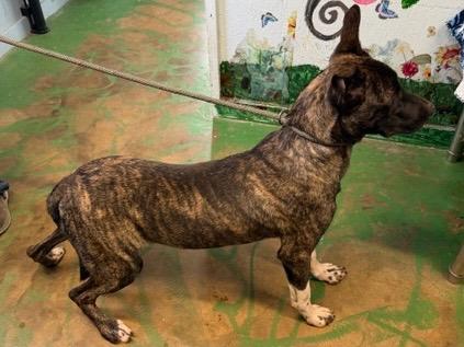 Buckwheat 26, Adoptable, Young Male Black Mouth Cur.