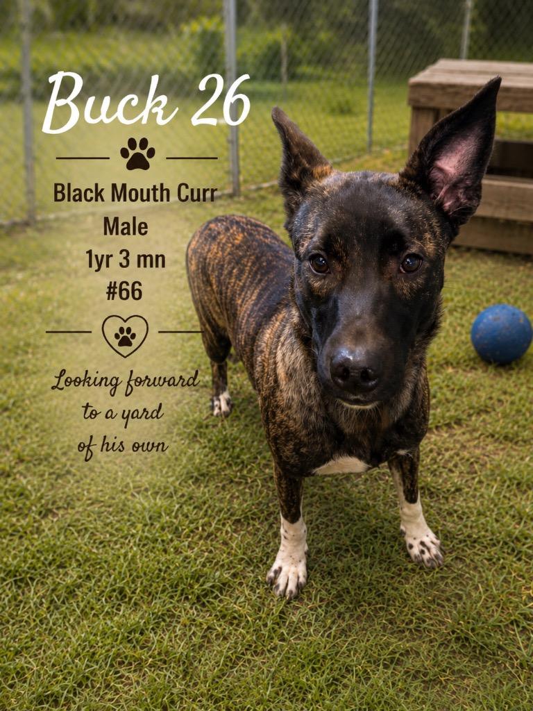 Enlarge Buck 26, a Adoptable mixed breed in Brookhaven, MS image 4/6