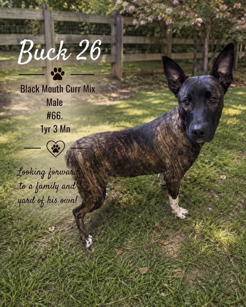 Enlarge Buck 26, a Adoptable mixed breed in Brookhaven, MS image 5/6