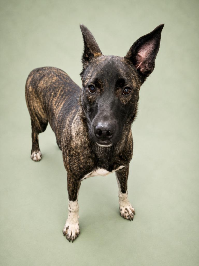 Buckwheat 26, a Adoptable mixed breed in Brookhaven, MS image 4/4