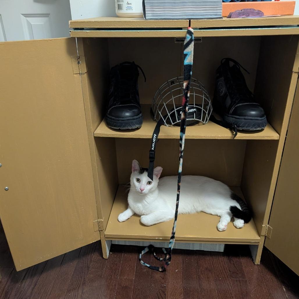Enlarge Catt Damon, a Adoptable Domestic Short Hair in Reisterstown, MD image 2/5