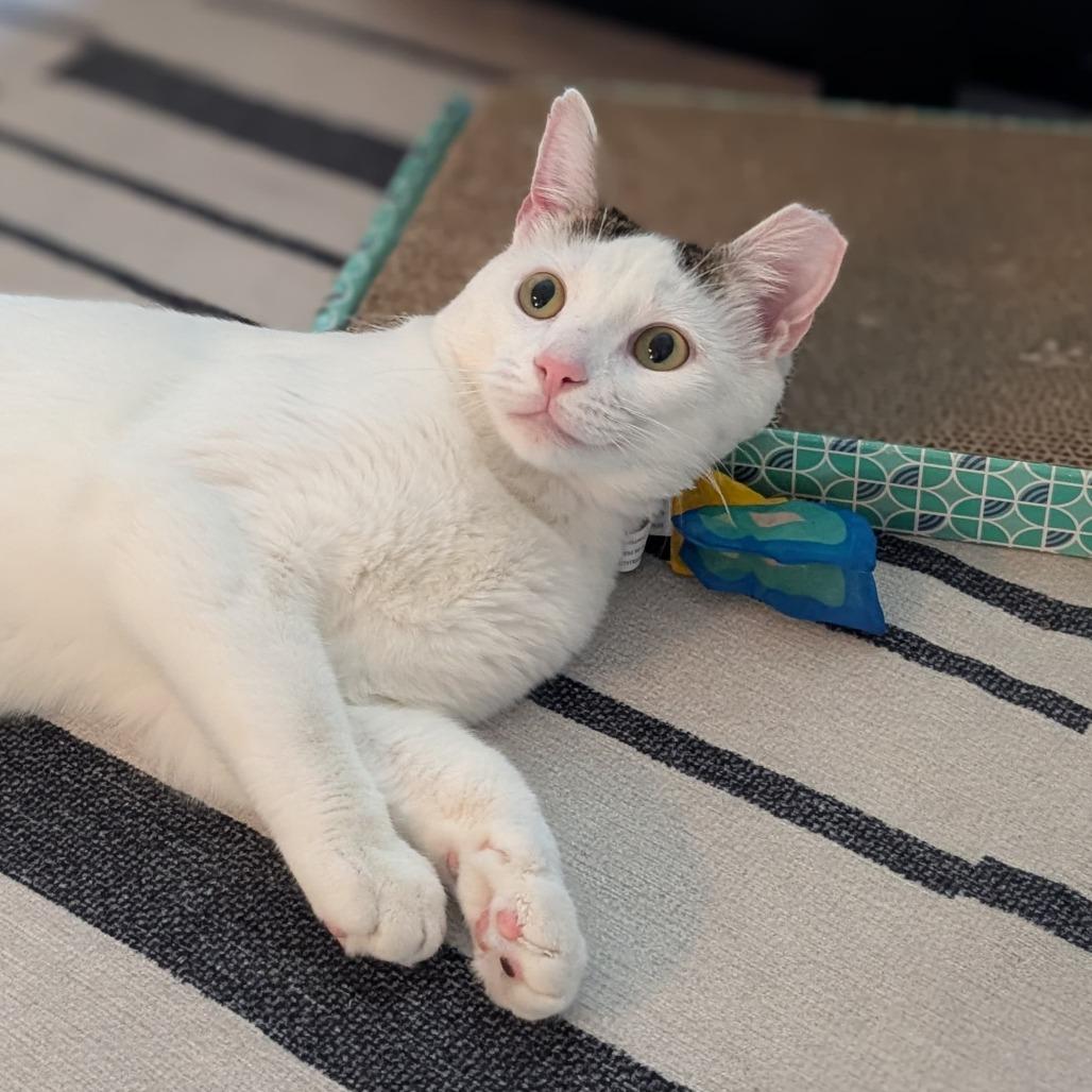 Enlarge Catt Damon, a Adoptable Domestic Short Hair in Reisterstown, MD image 4/5