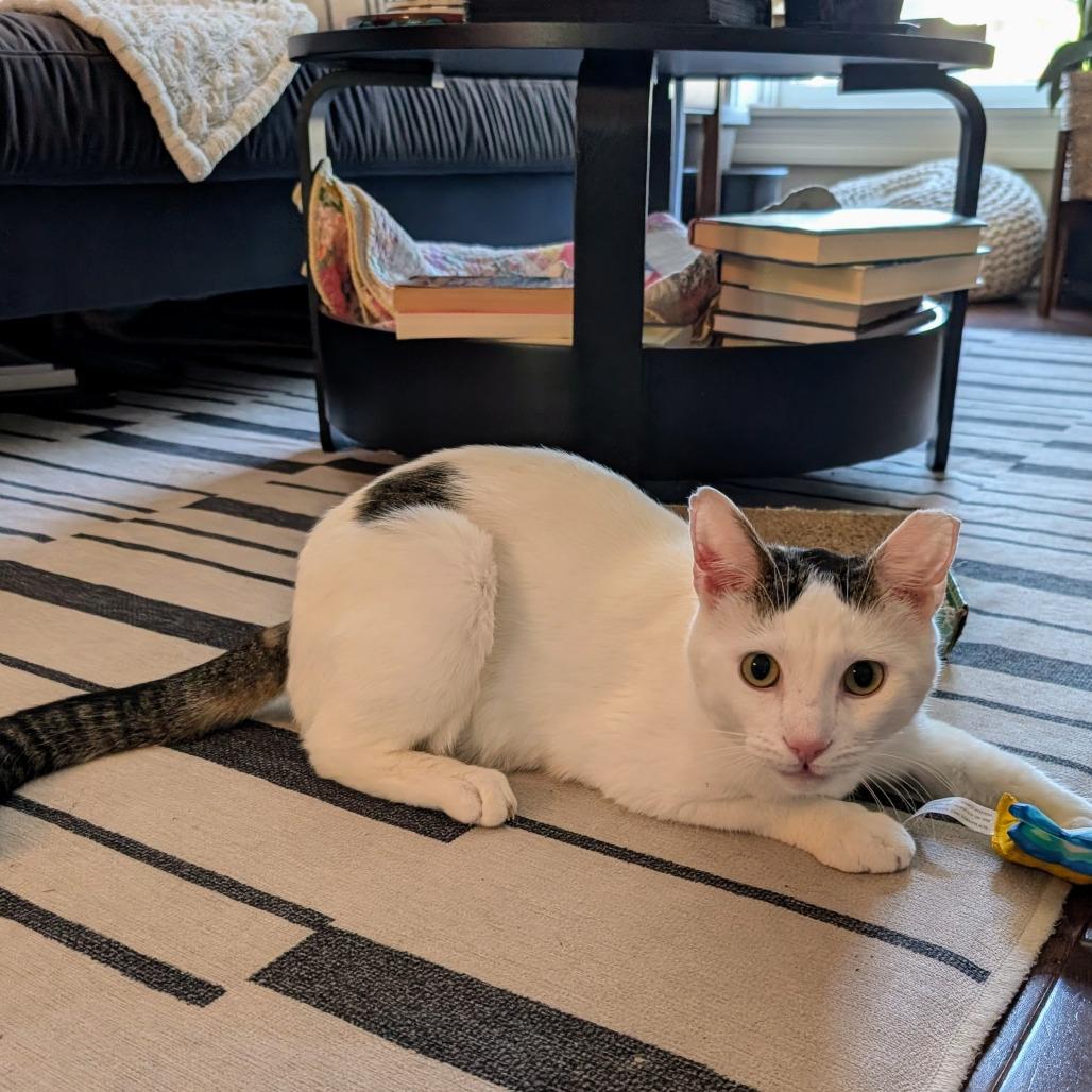 Enlarge Catt Damon, a Adoptable Domestic Short Hair in Reisterstown, MD image 5/5