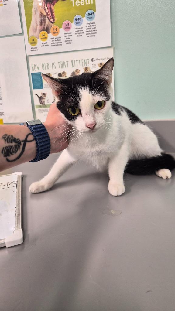 Lola, Adoptable, Young Female Domestic Short Hair.