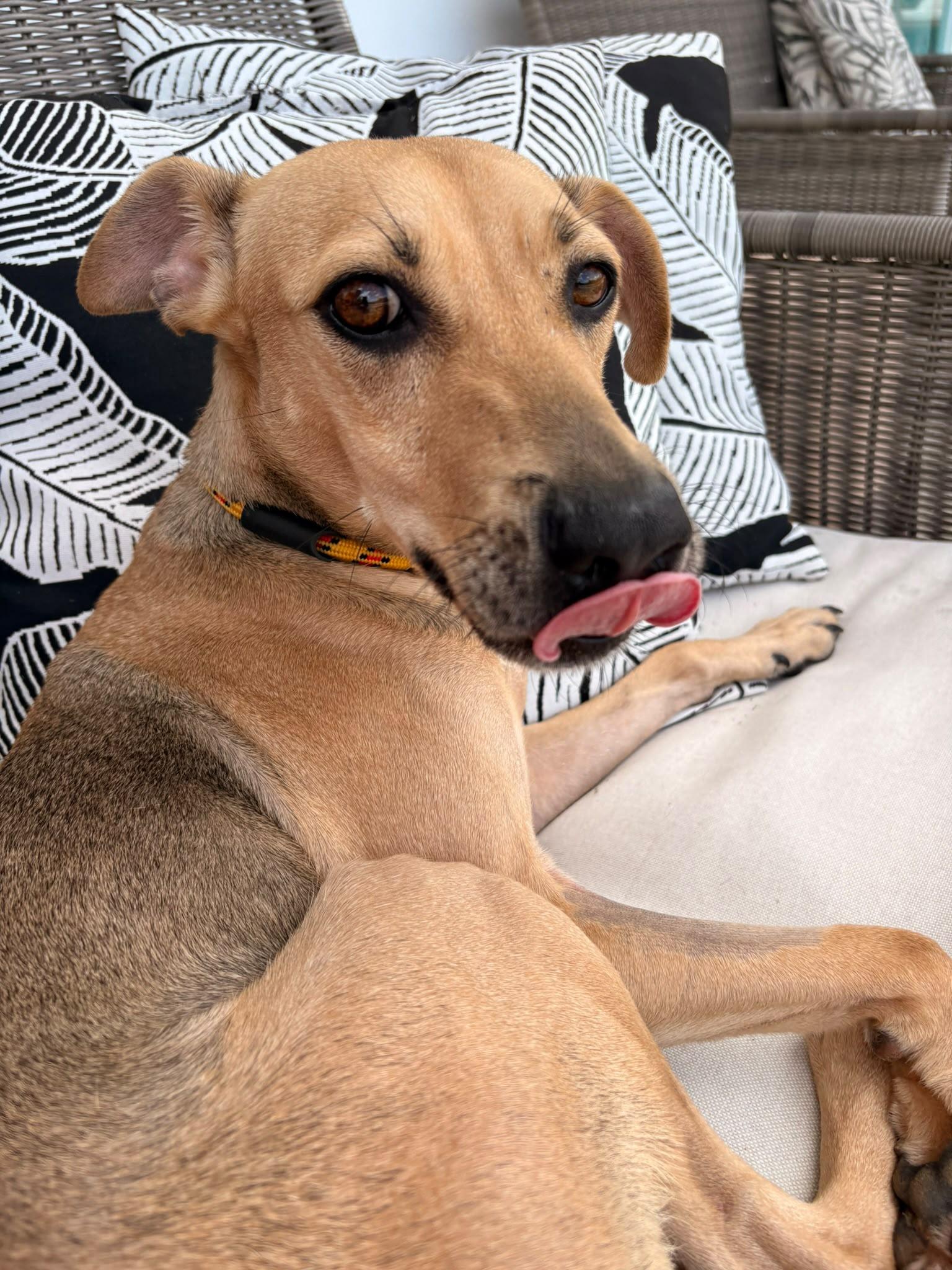 Oxiel, a ADOPTABLE Mixed Breed in Morristown, NJ image 5/5