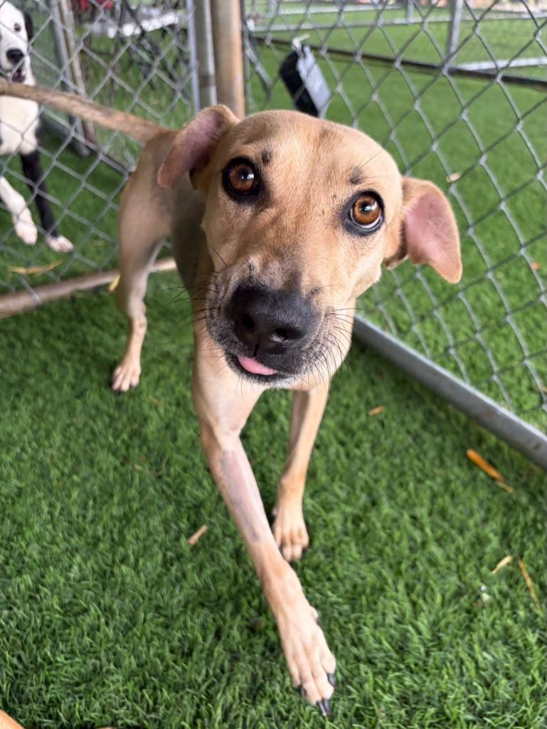 Oxiel, ADOPTABLE, Young Male Mixed Breed.