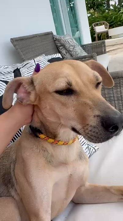 Enlarge Oxiel, a ADOPTABLE Mixed Breed in Morristown, NJ video 1/5
