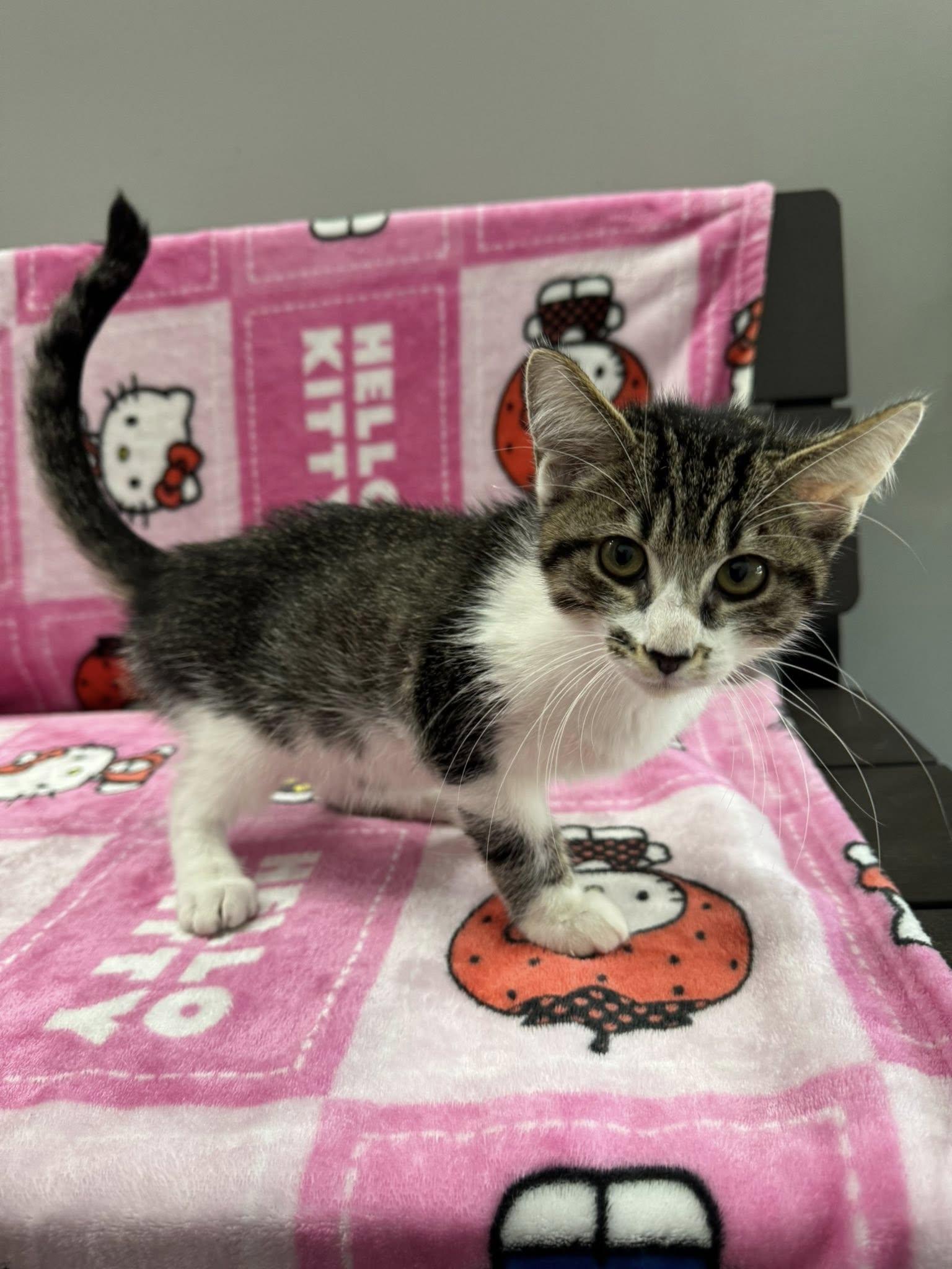 Enlarge Ash, a Adopted Domestic Short Hair in Paducah, KY image 1/2