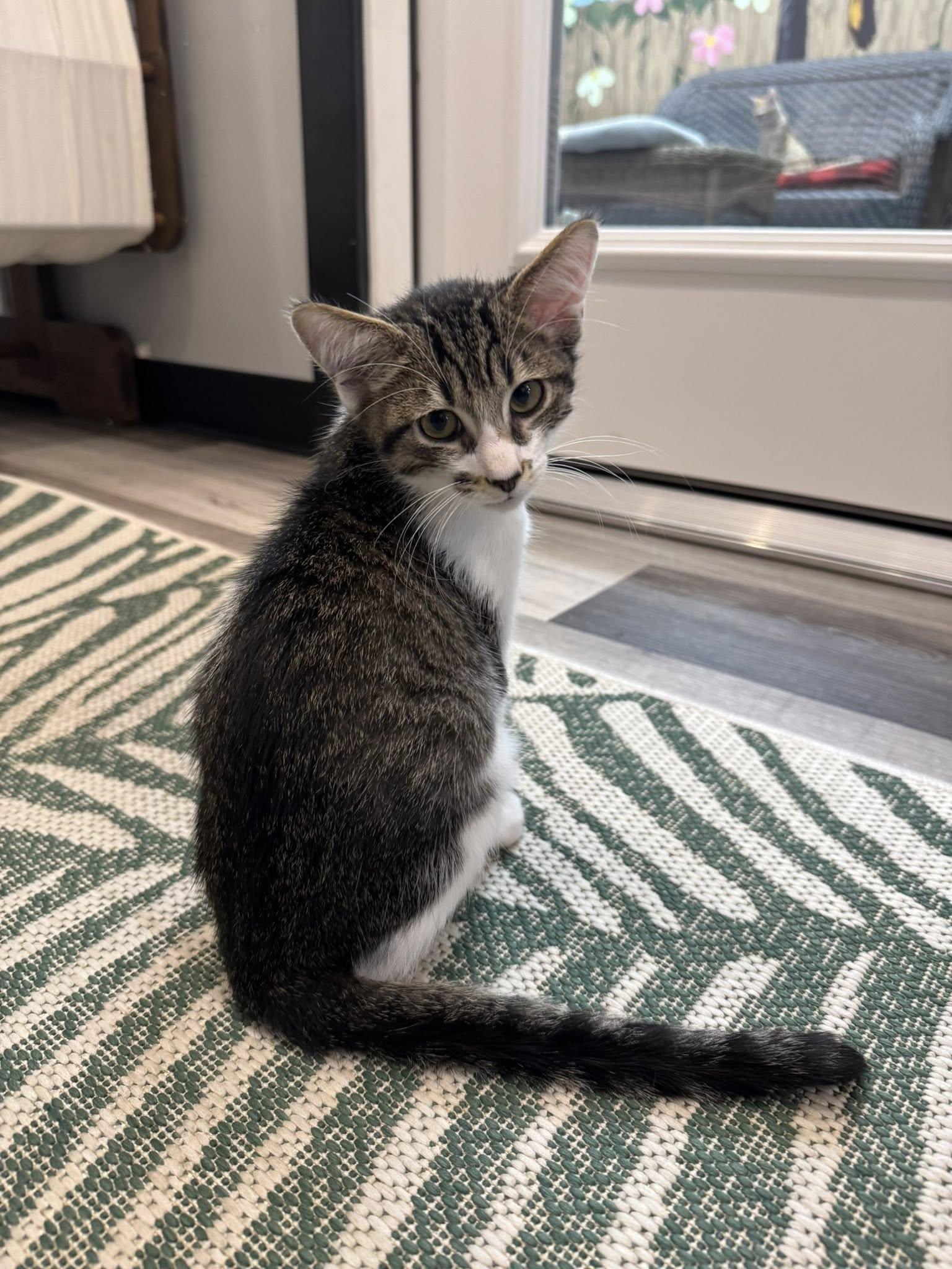 Enlarge Ash, a Adopted Domestic Short Hair in Paducah, KY image 2/2