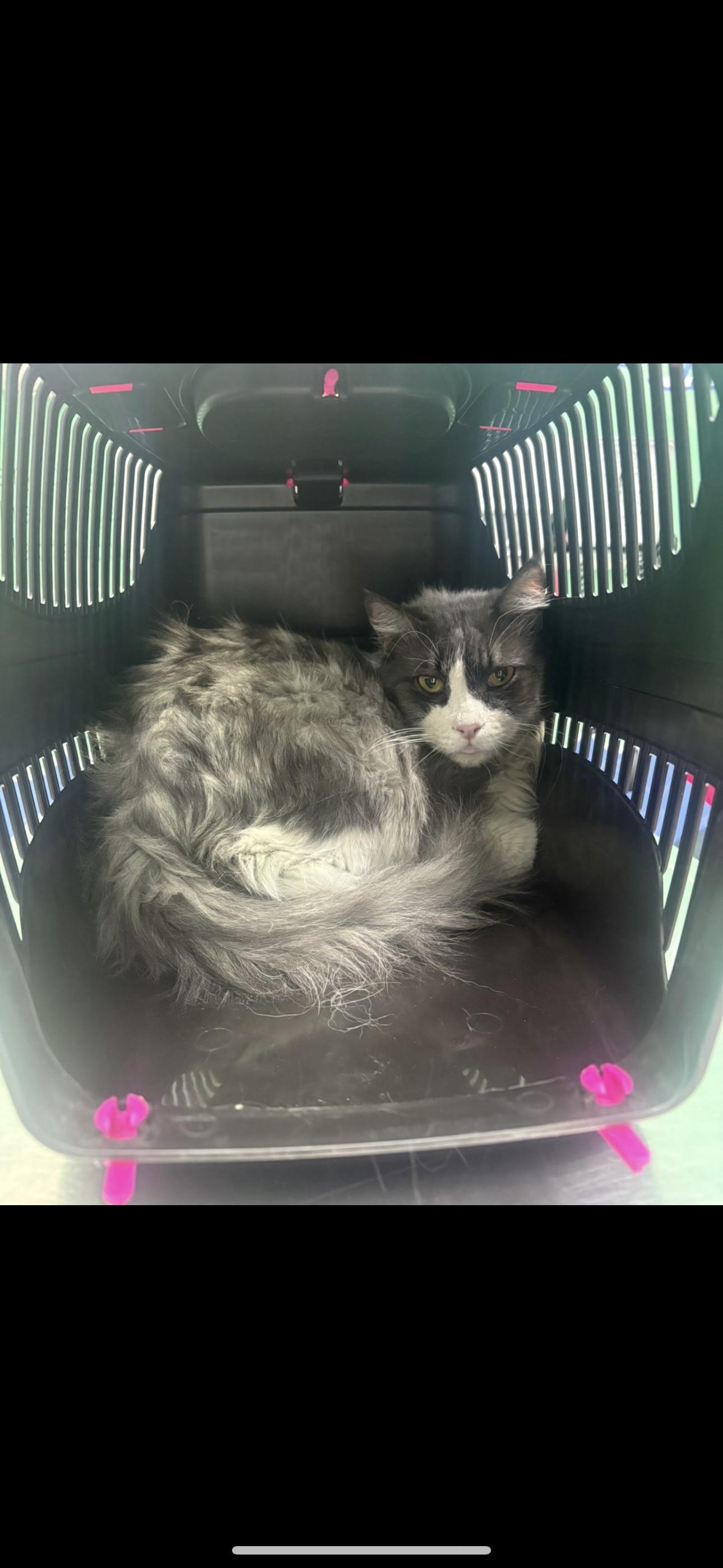 Enlarge Pure SA Maine Coonx, an adoptable mixed breed in New York, NY image 4/4