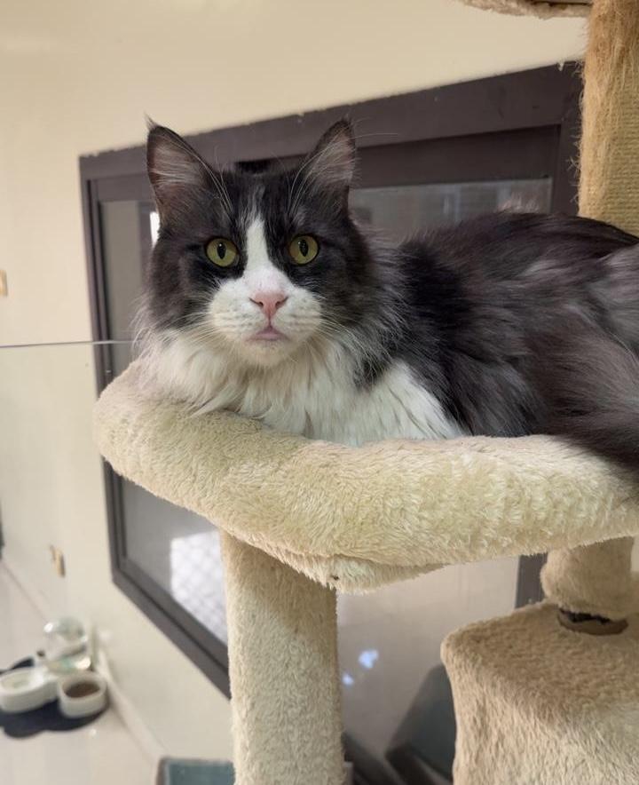 Enlarge Pure SA Maine Coonx, an adoptable mixed breed in New York, NY image 2/4