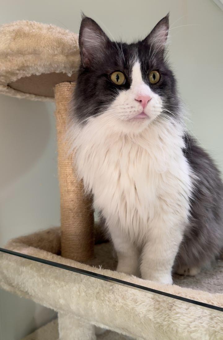 Pure SA Maine Coonx, adoptable, Young Male Maine Coon & Domestic Medium Hair.
