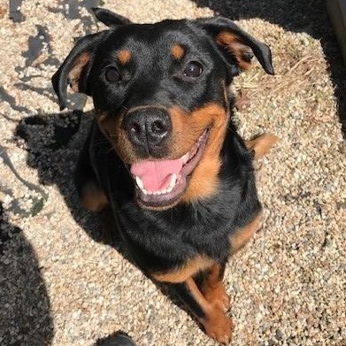 Roxy, ADOPTABLE, Young Female Rottweiler.