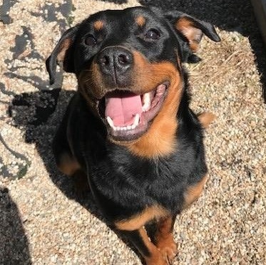 Enlarge Roxy, a ADOPTABLE Rottweiler in Windsor, CT image 2/4