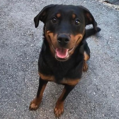 Enlarge Roxy, a ADOPTABLE Rottweiler in Windsor, CT image 4/4