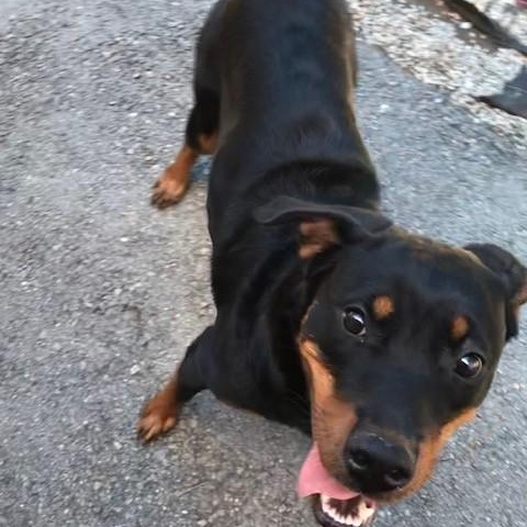 Enlarge Roxy, a ADOPTABLE Rottweiler in Windsor, CT image 3/4