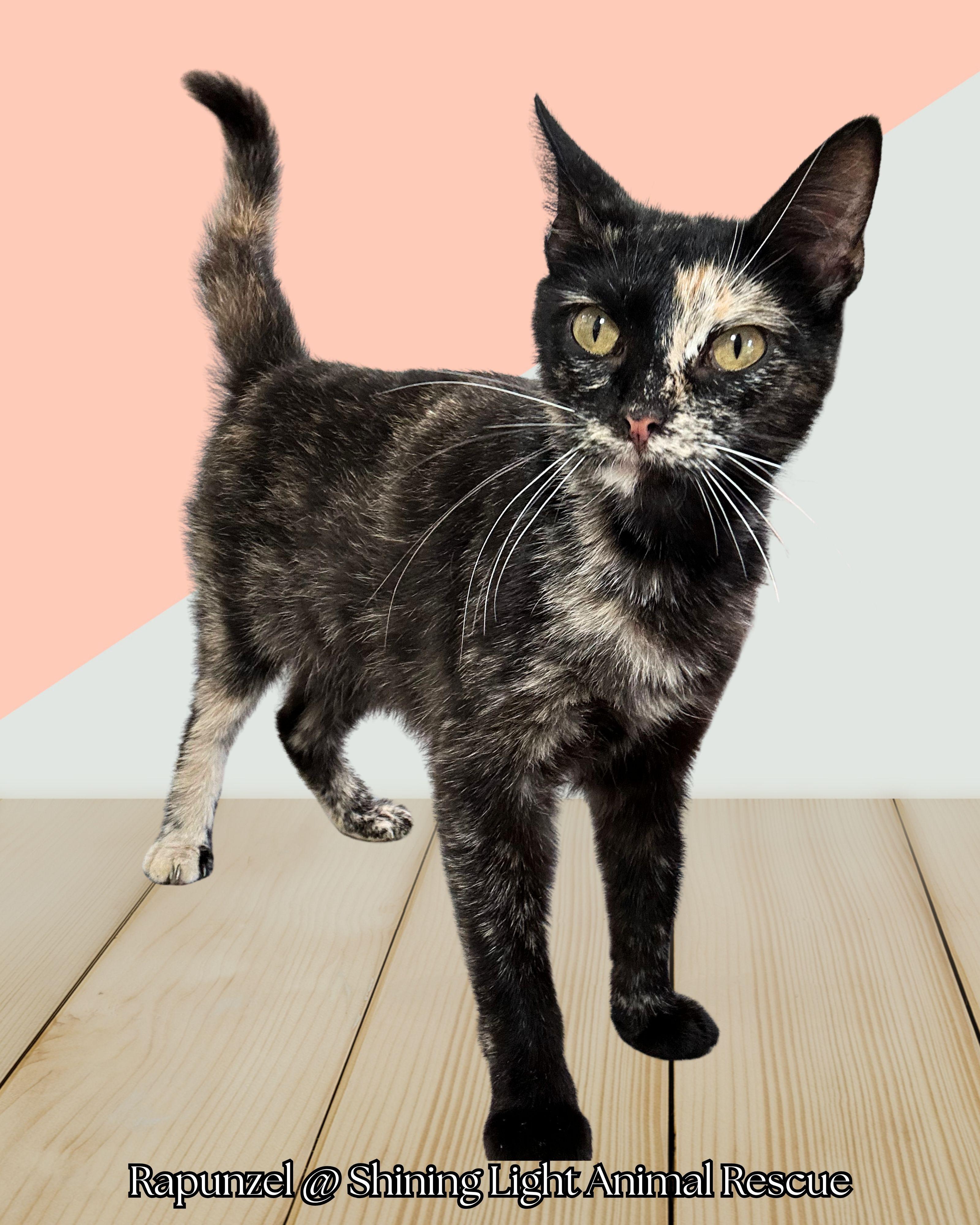 Rapunzel, Young Female Domestic Short Hair