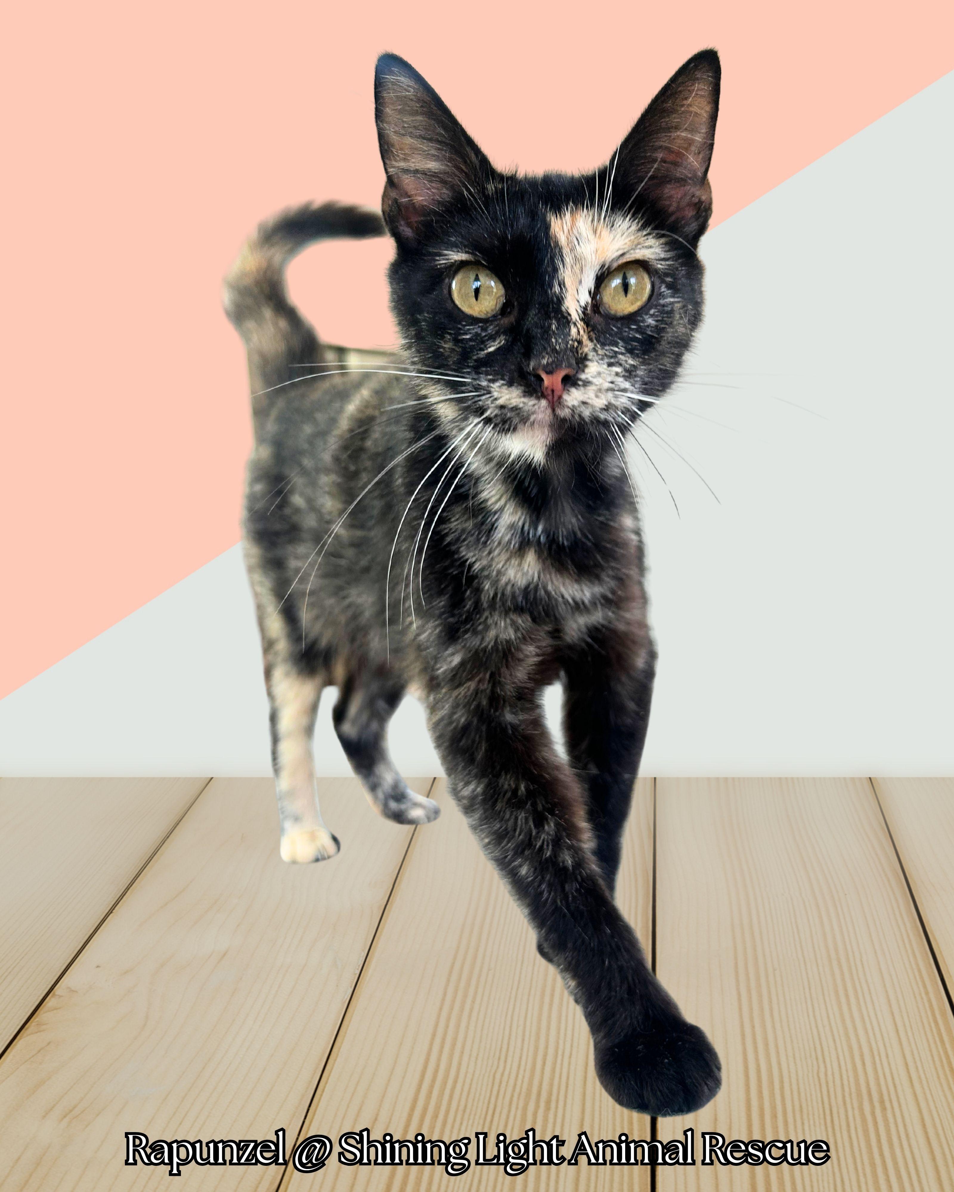 Rapunzel, a Adoptable Domestic Short Hair in Royalton, IL image 2/4