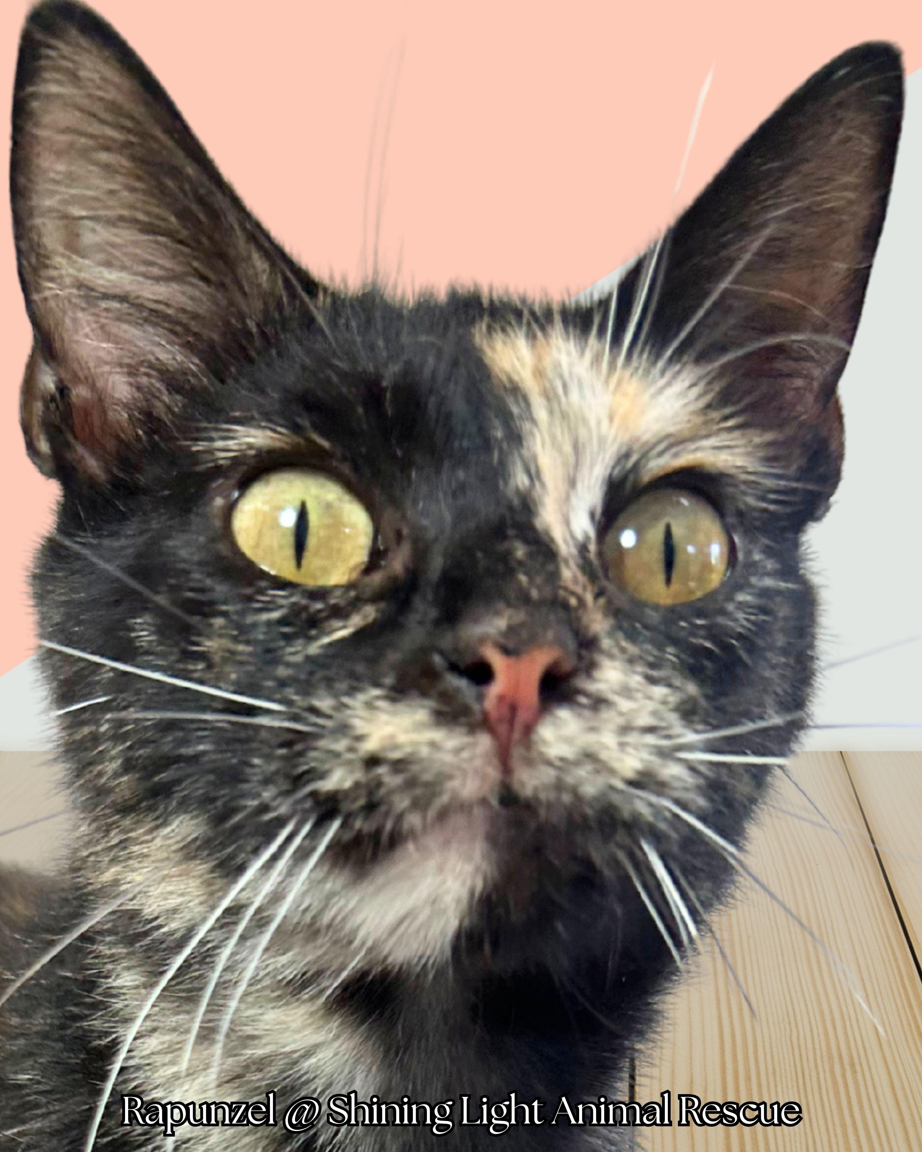 Rapunzel, a Adoptable Domestic Short Hair in Royalton, IL image 3/4