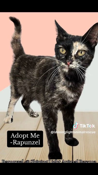 Enlarge Rapunzel, a Adoptable Domestic Short Hair in Royalton, IL video 4/4