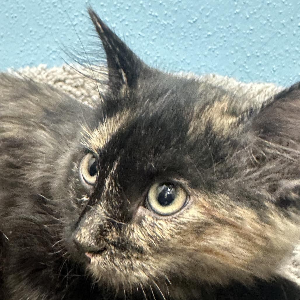 Rif, Adoptable, Kitten Female Domestic Medium Hair.