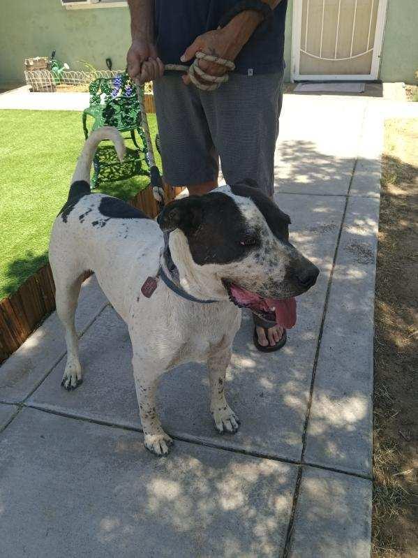 Snoopy-Hesperia, CA, Adoptable, Young Male Hound & Dalmatian.
