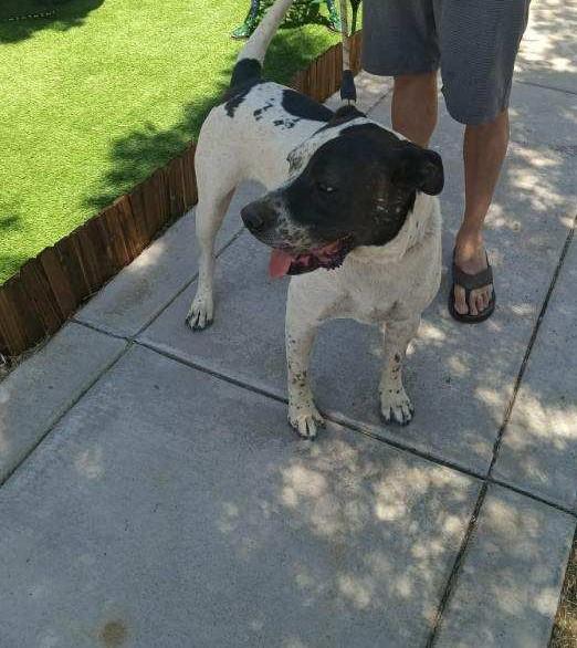 Snoopy-Hesperia, CA, a Adoptable mixed breed in San Diego, CA image 2/4