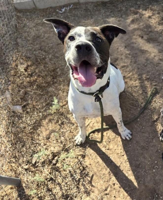 Snoopy-Hesperia, CA, a Adoptable mixed breed in San Diego, CA image 4/4