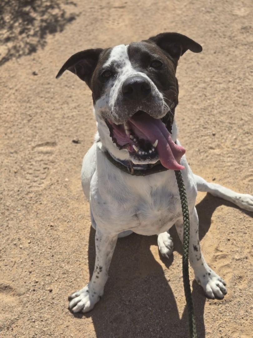 Snoopy-Hesperia, CA, a Adoptable mixed breed in San Diego, CA image 3/4