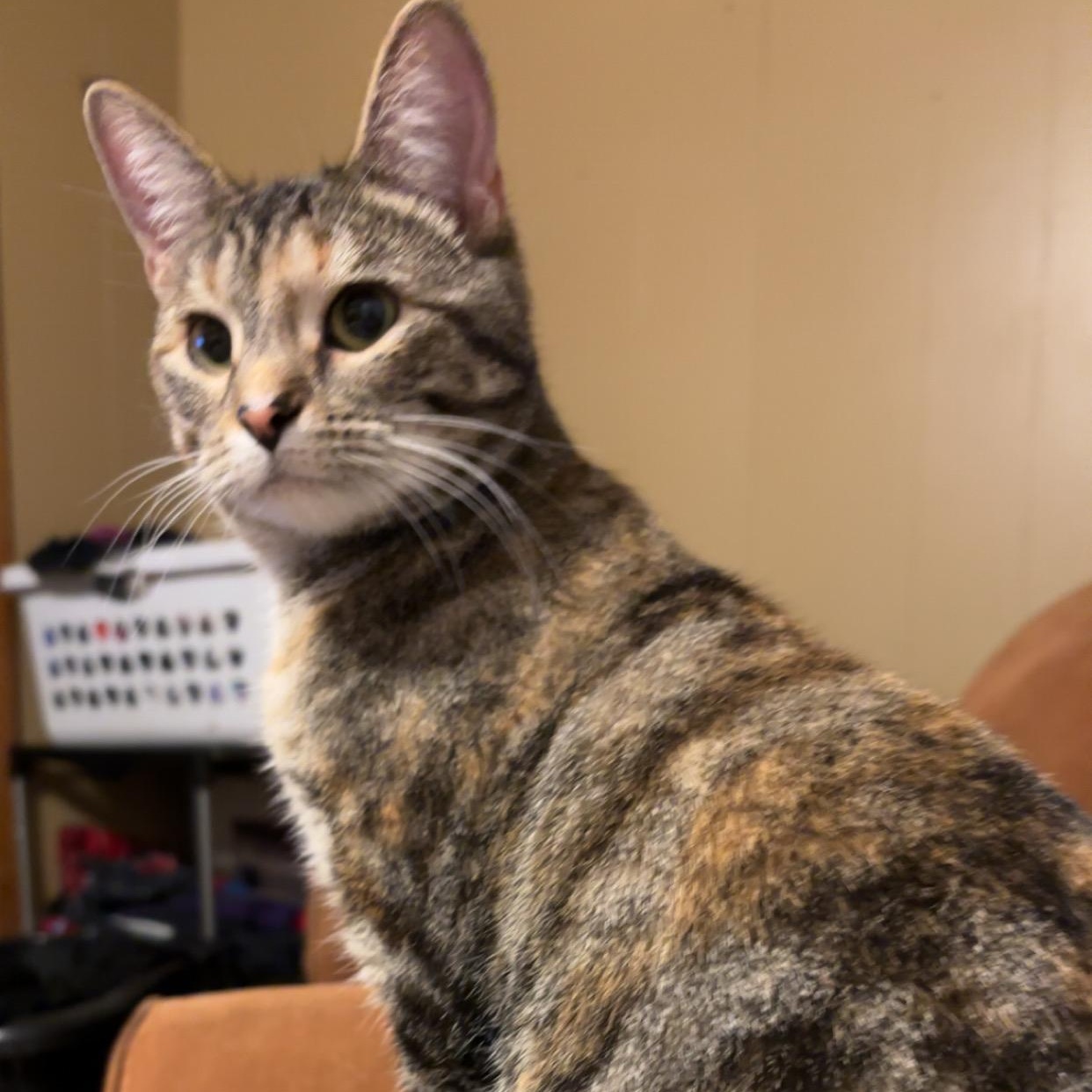 Raya, Young Female Domestic Short Hair