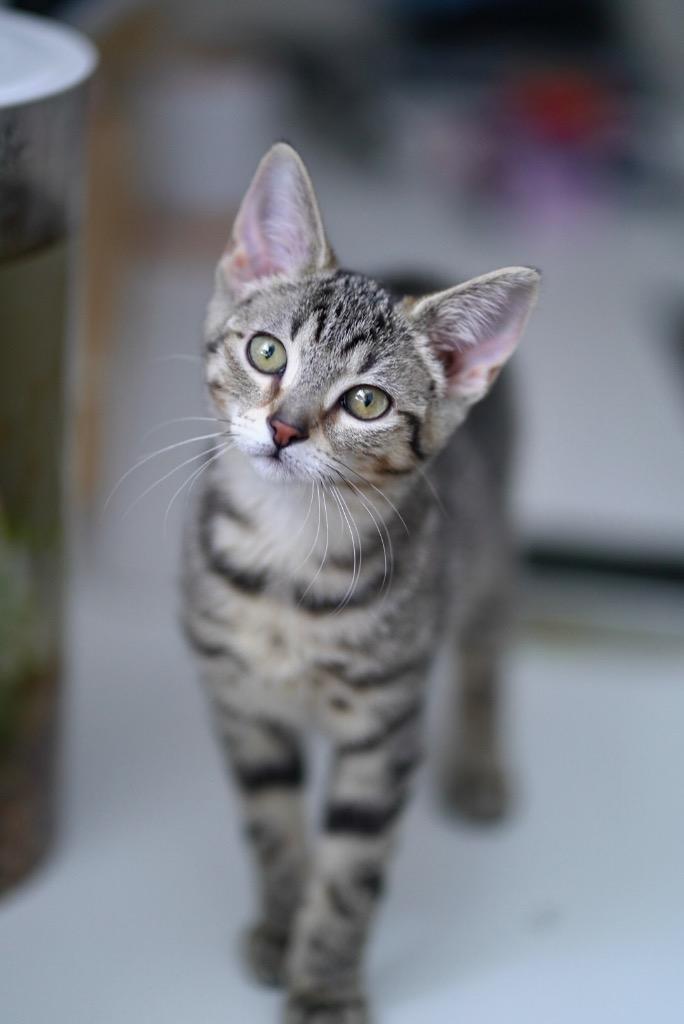 Enlarge Pimento, a Adopted mixed breed in Peru, NY image 1/1