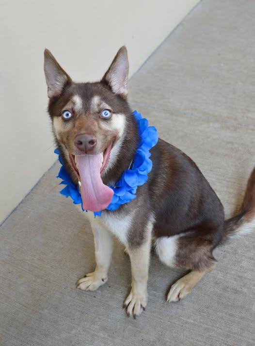 Koda, Adoptable, Young Female Husky.