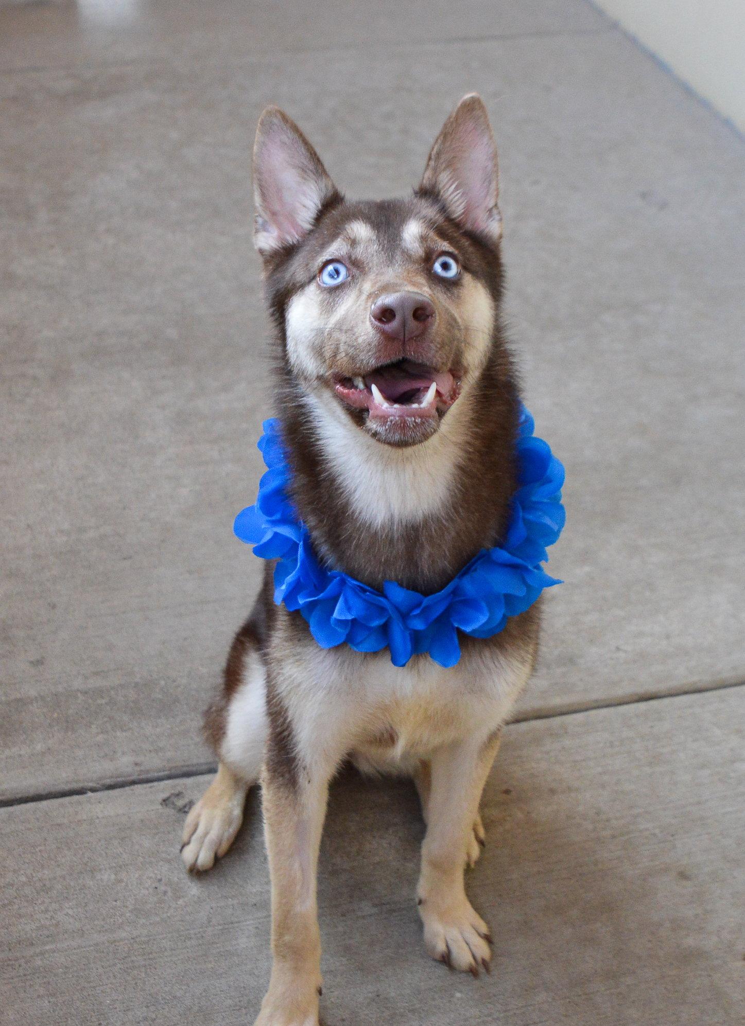 Enlarge Koda, a Adoptable Husky in McKinney, TX image 2/3