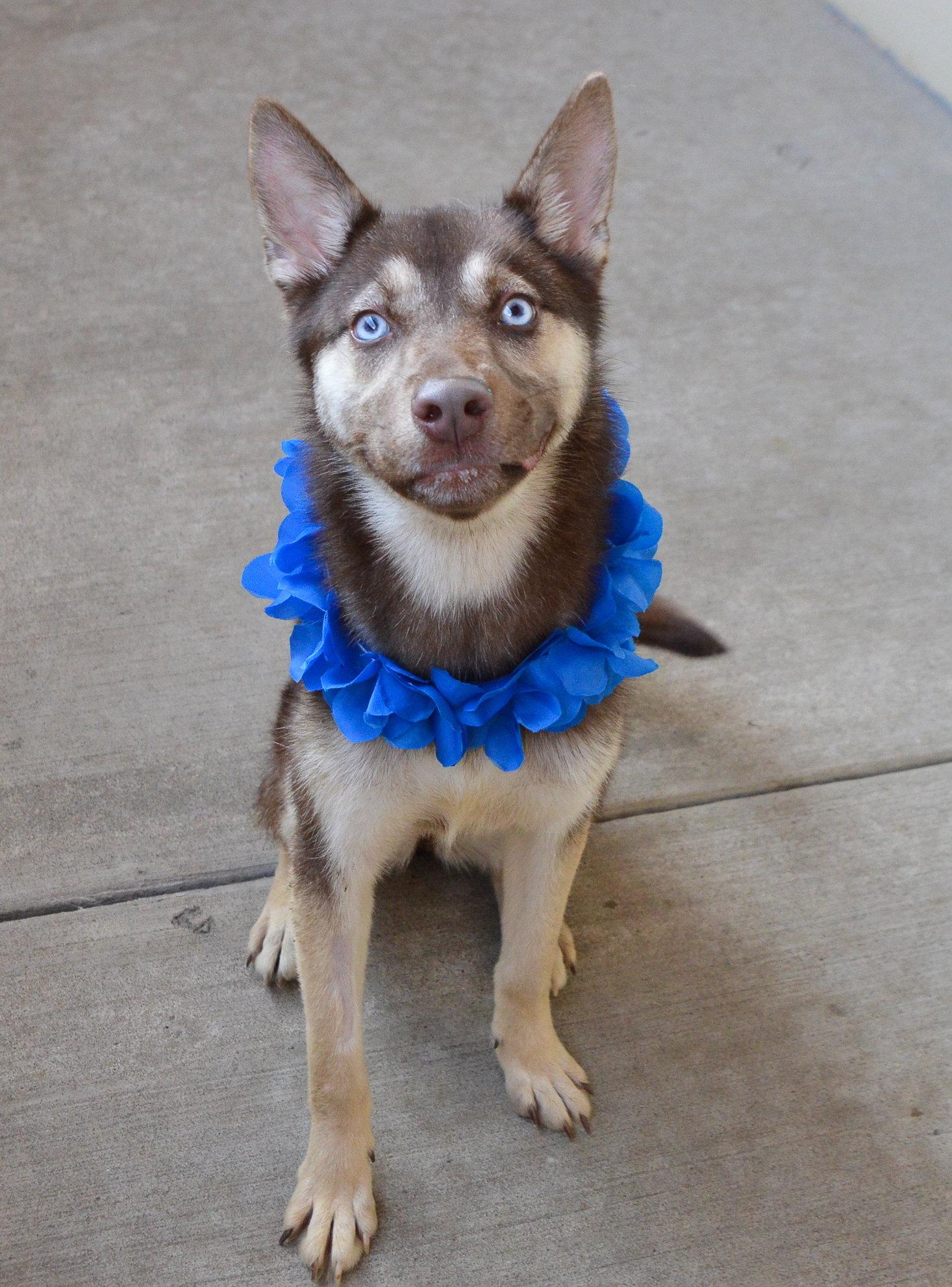 Enlarge Koda, a Adoptable Husky in McKinney, TX image 3/3