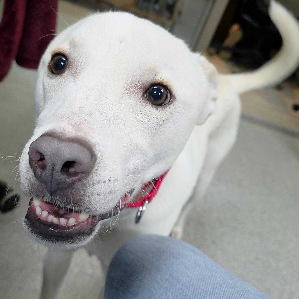 Dream, Adoptable, Adult Male Great Pyrenees & Mixed Breed.