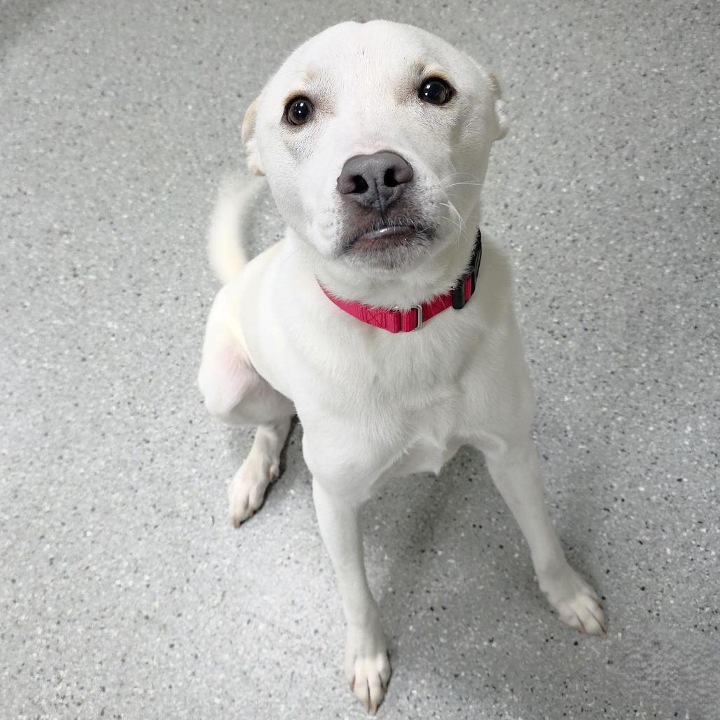 Enlarge Dream, a Adoptable mixed breed in Michigan City, IN image 3/6