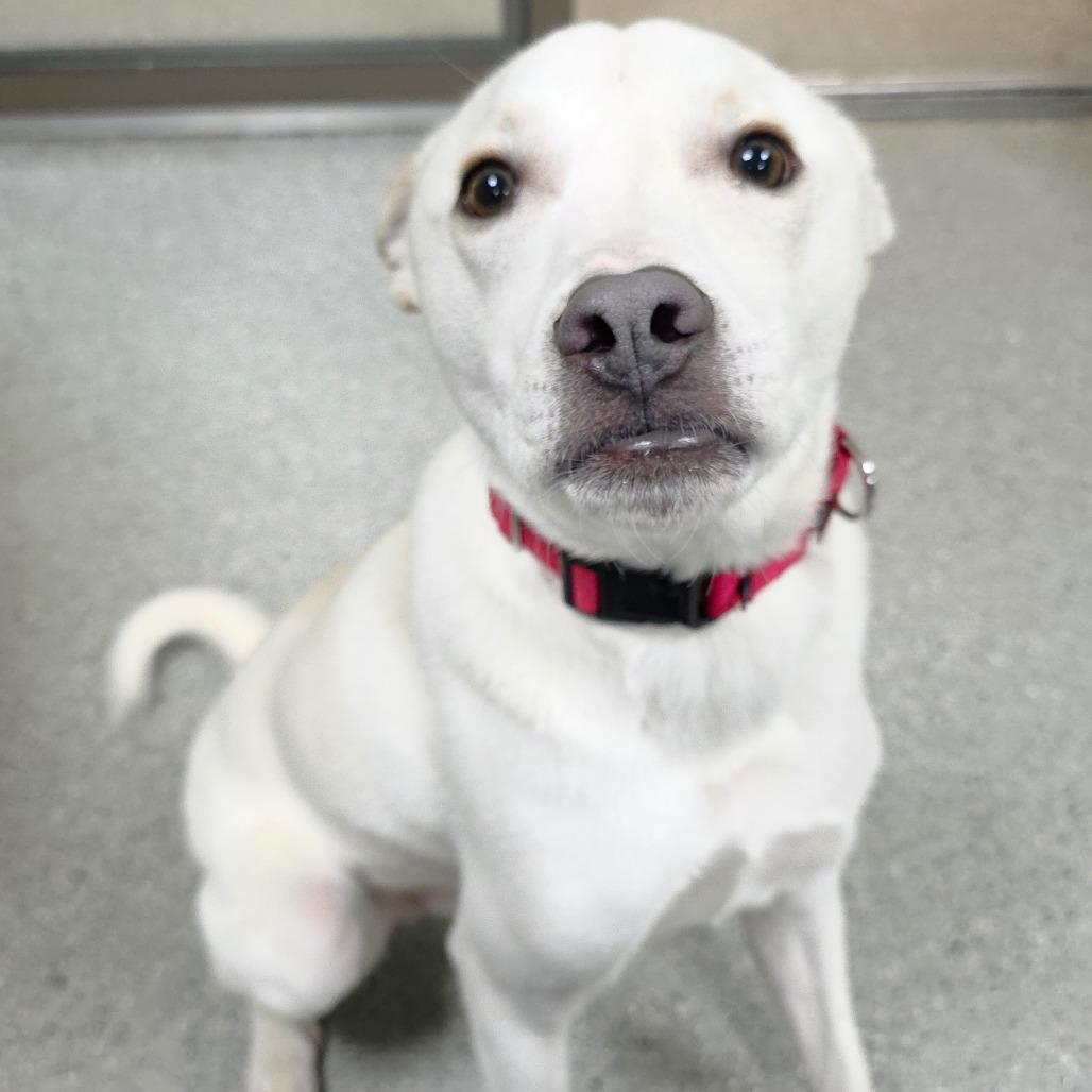 Enlarge Dream, a Adoptable mixed breed in Michigan City, IN image 5/6