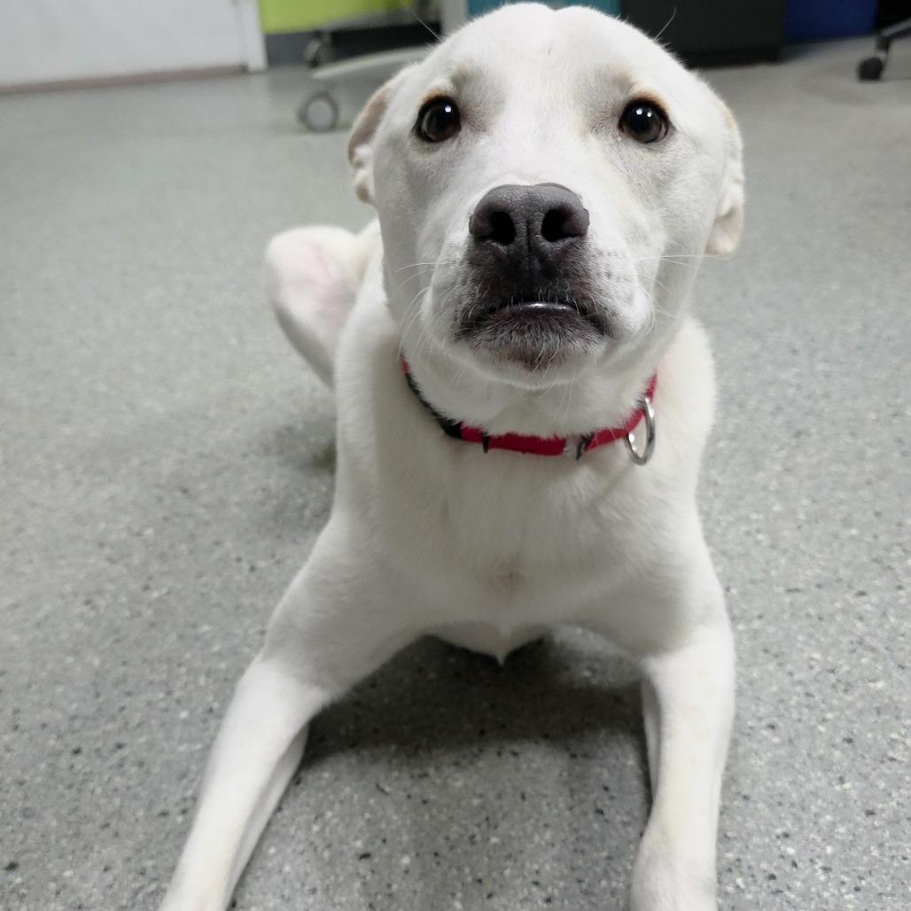 Enlarge Dream, a Adoptable mixed breed in Michigan City, IN image 6/6