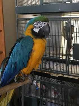 Enlarge Max - B&G, a Adopted Macaw in Pittsburgh, PA image 1/1