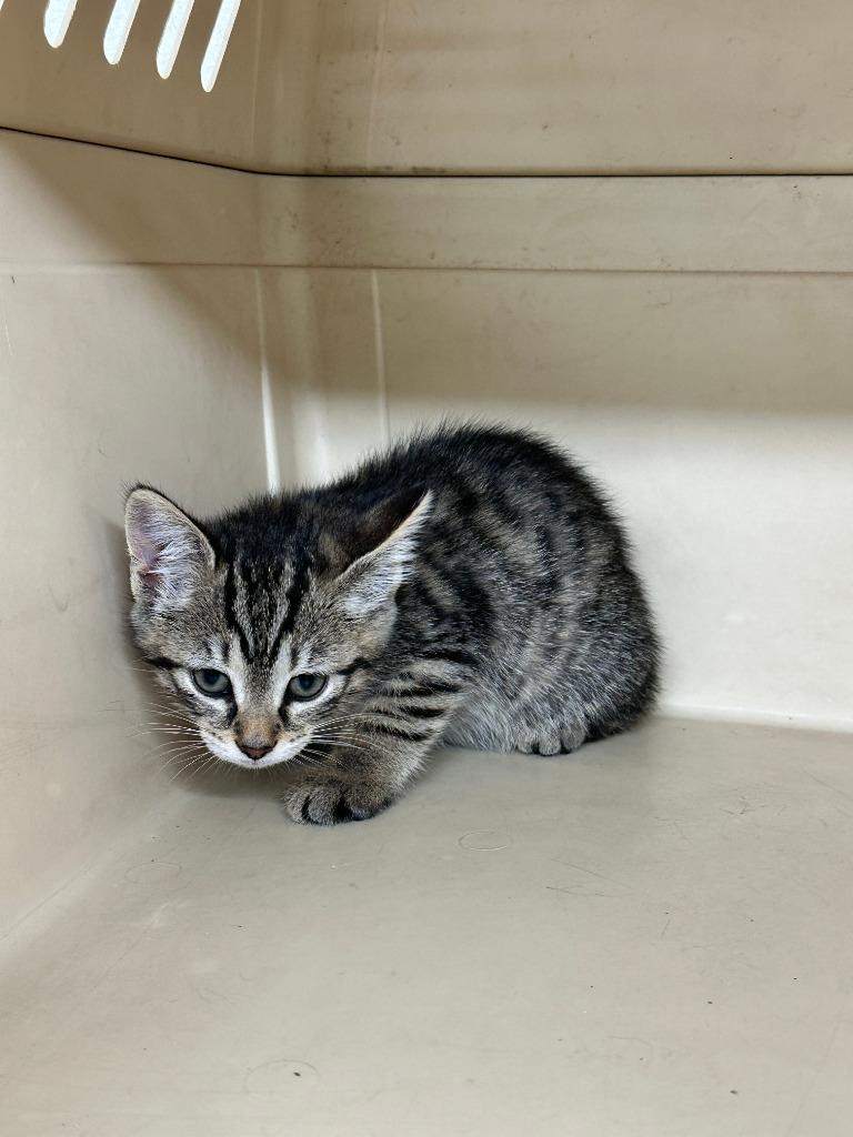 Enlarge Gadget, a Adoptable Tiger in Sidney, NY image 1/1